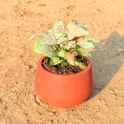 Syngonium Candyfloss in 4 inch Bhoomi Bowl Maati Pot - Wide-Mouth Rustic Matte Beauty