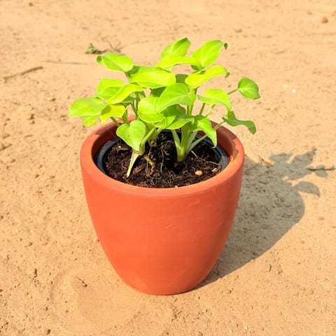 Xanadu Golden in 4 inch Pankh Cup Maati Pot - Chic Small Pot for Decor Corners