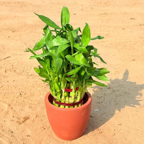 Bamboo in 4 inch Pankh Cup Maati Pot - Chic Small Pot for Decor Corners