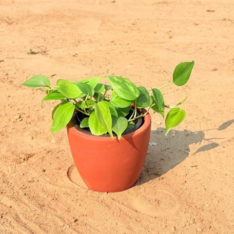 Oxycardium Green in 4 inch Pankh Cup Maati Pot - Chic Small Pot for Decor Corners
