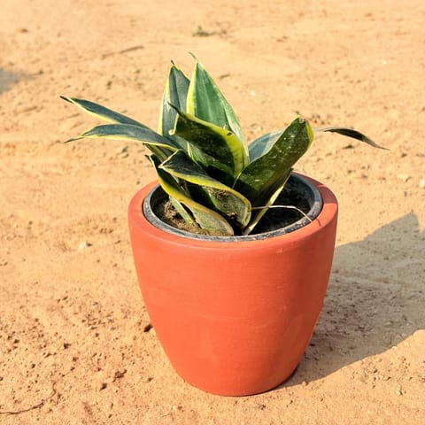 Snake Dwarf Golden in 4 inch Pankh Cup Maati Pot - Chic Small Pot for Decor Corners