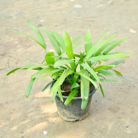 Raphis Palm in 8 Inch Nursery Pot