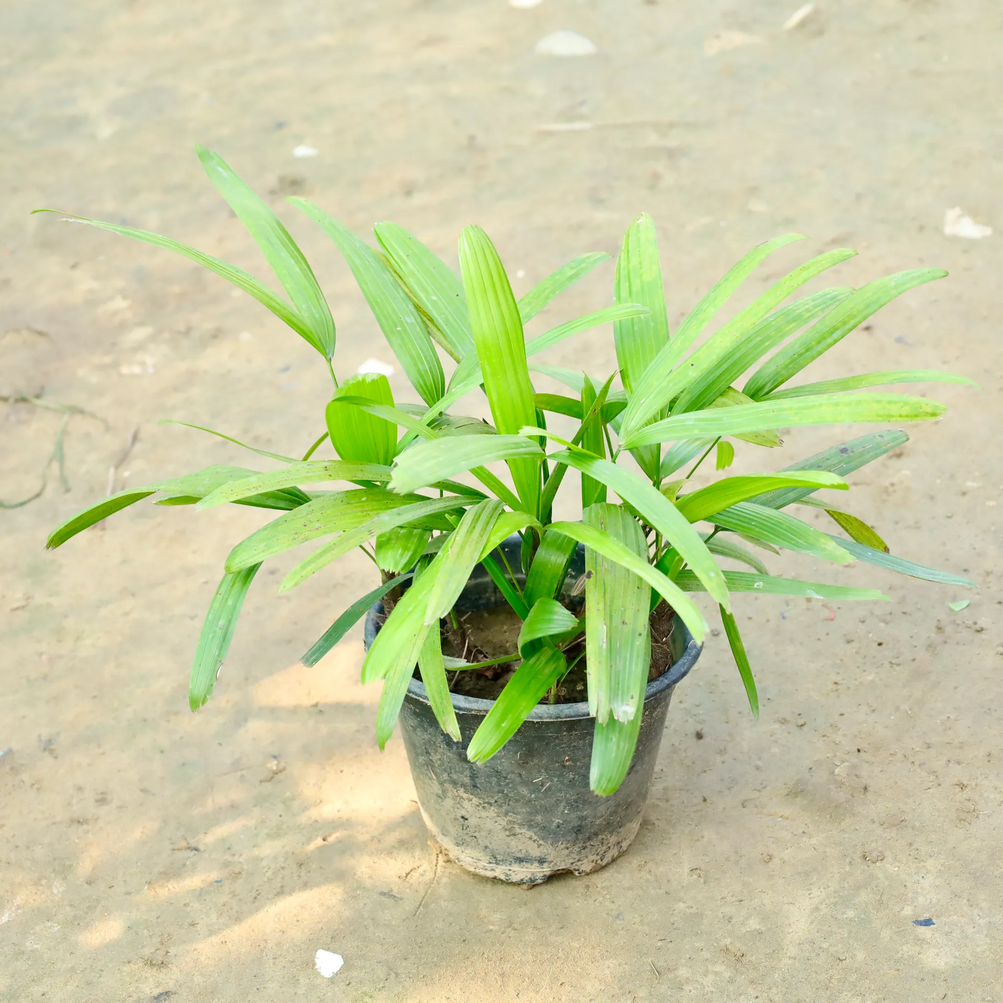 Raphis Palm in 8 Inch Nursery Pot