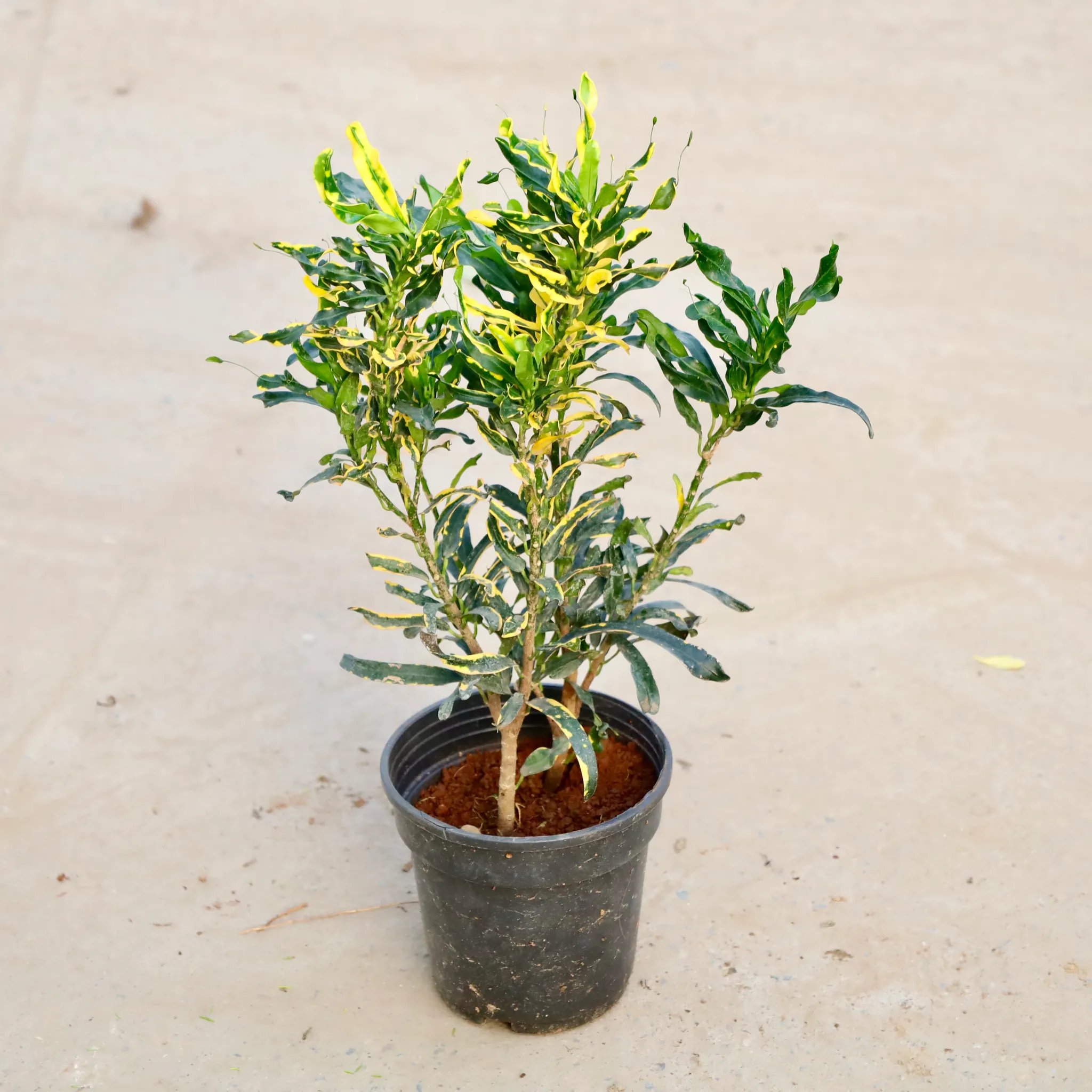 Croton Curly Yellow in 6 Inch Nursery Pot