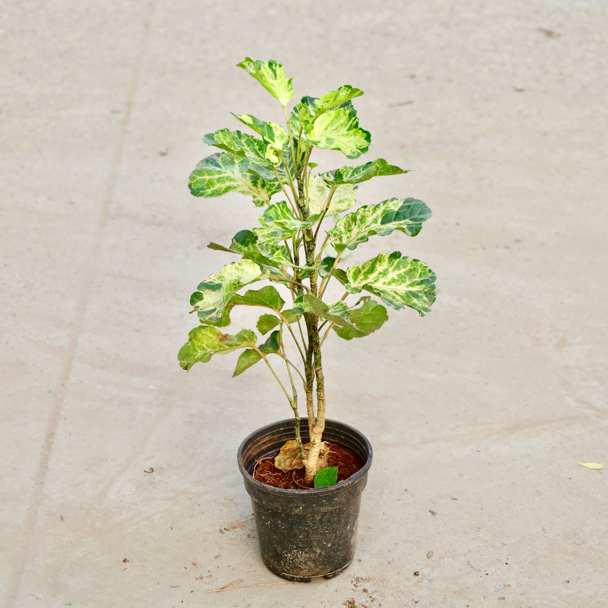 Aralia Dinner Plate in 6 Inch Nursery Pot