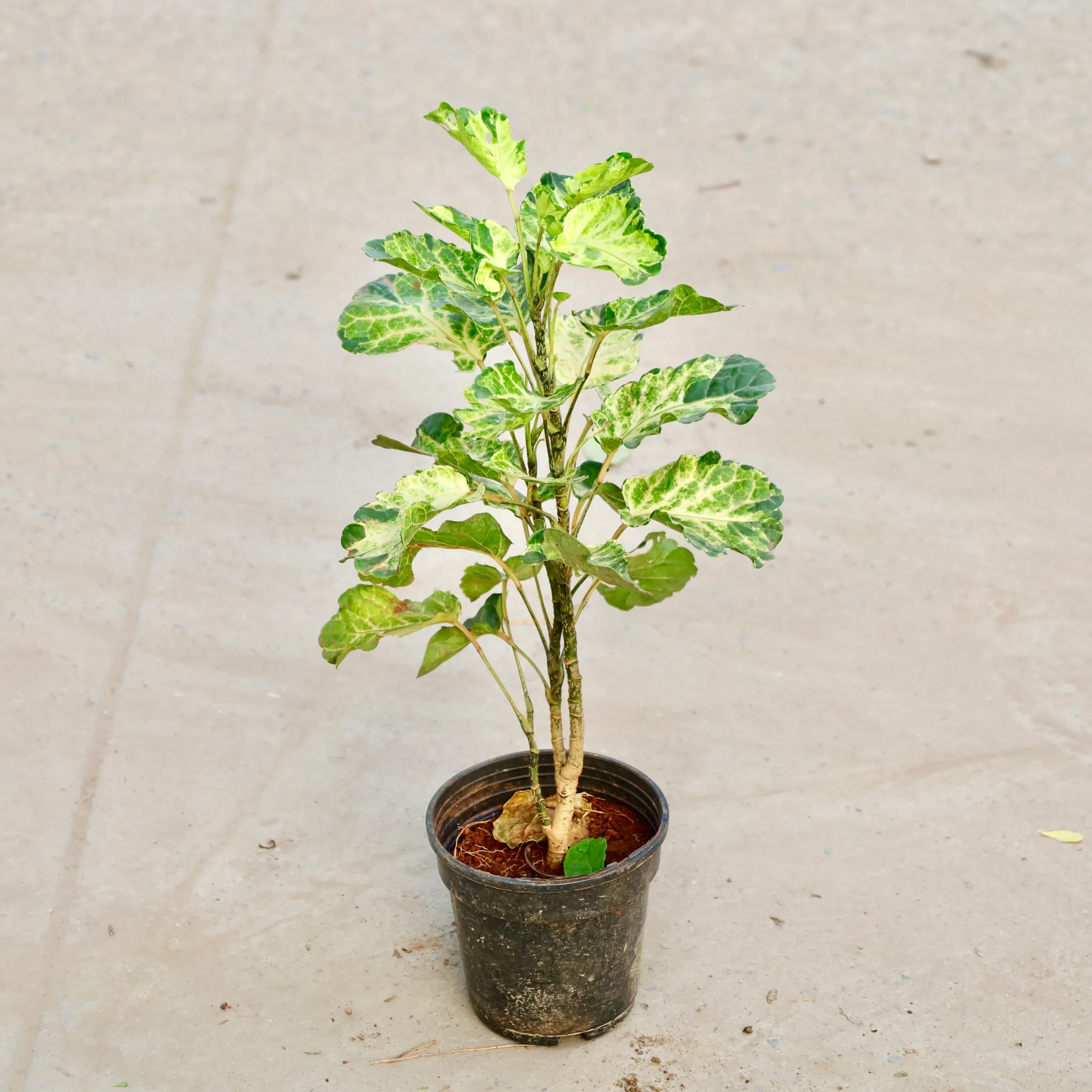 Aralia Dinner Plate in 6 Inch Nursery Pot