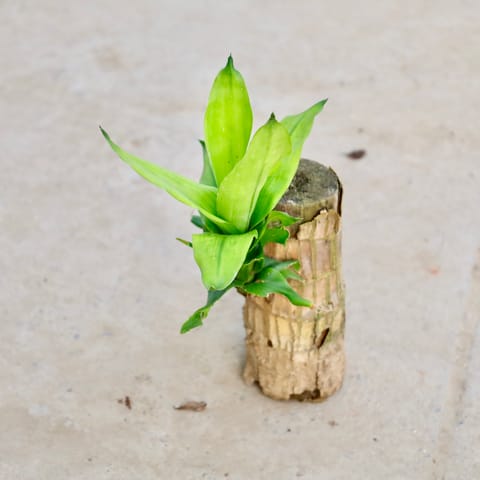 Brazilian Lucky Wood