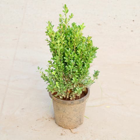 Boxwood / Buxus in 8 Inch Nursery Pot