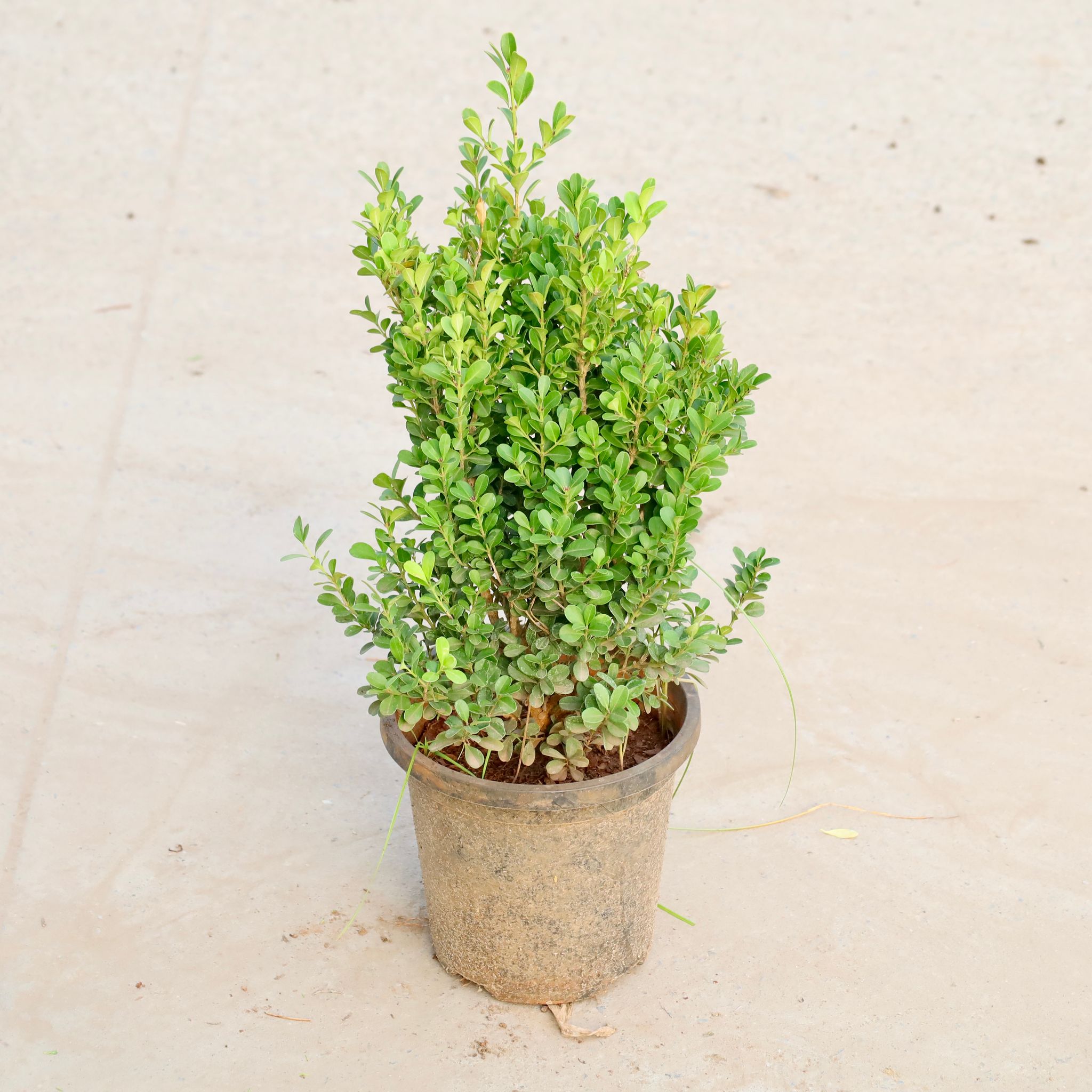 Boxwood / Buxus in 8 Inch Nursery Pot