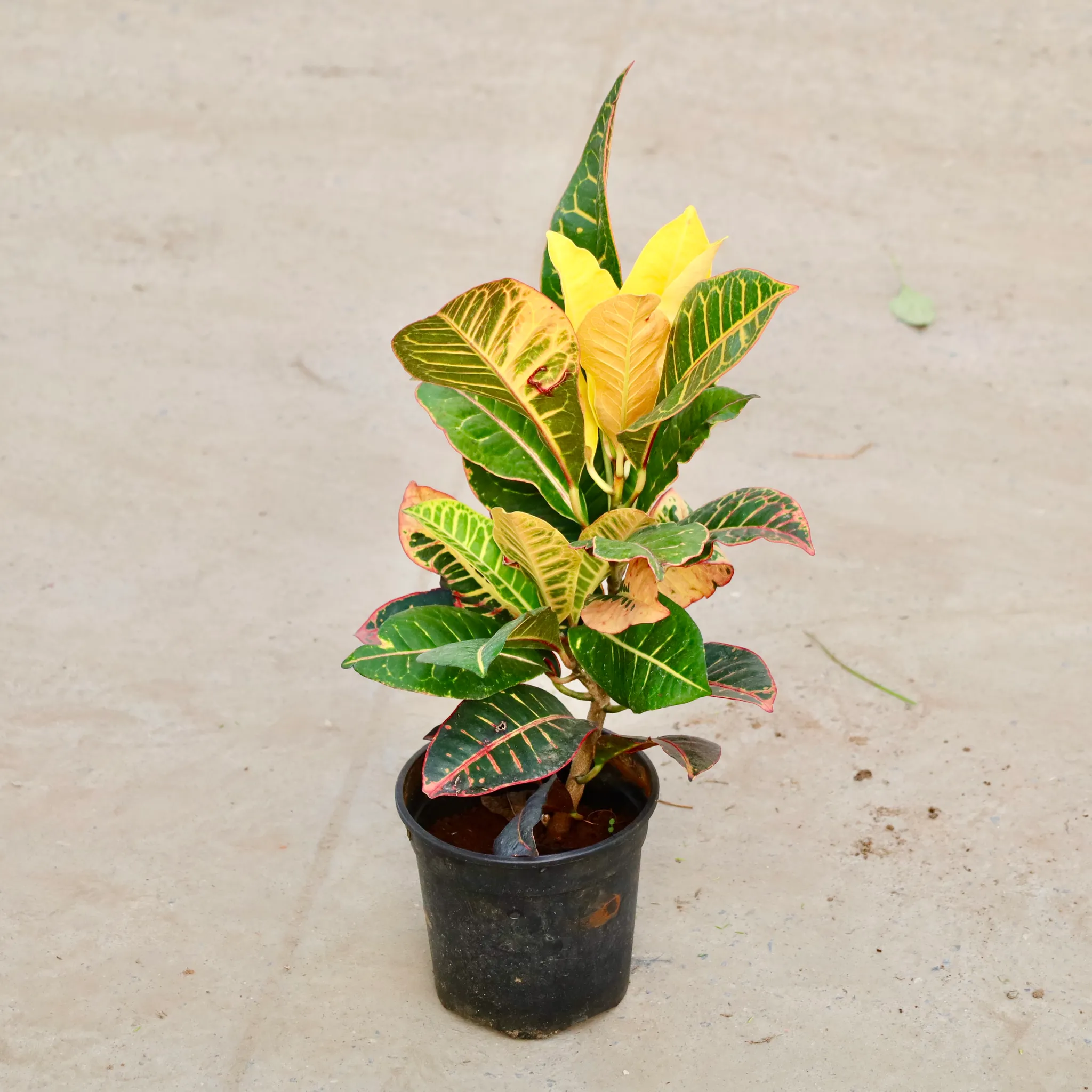 Croton Petra in 8 Inch Nursery Pot
