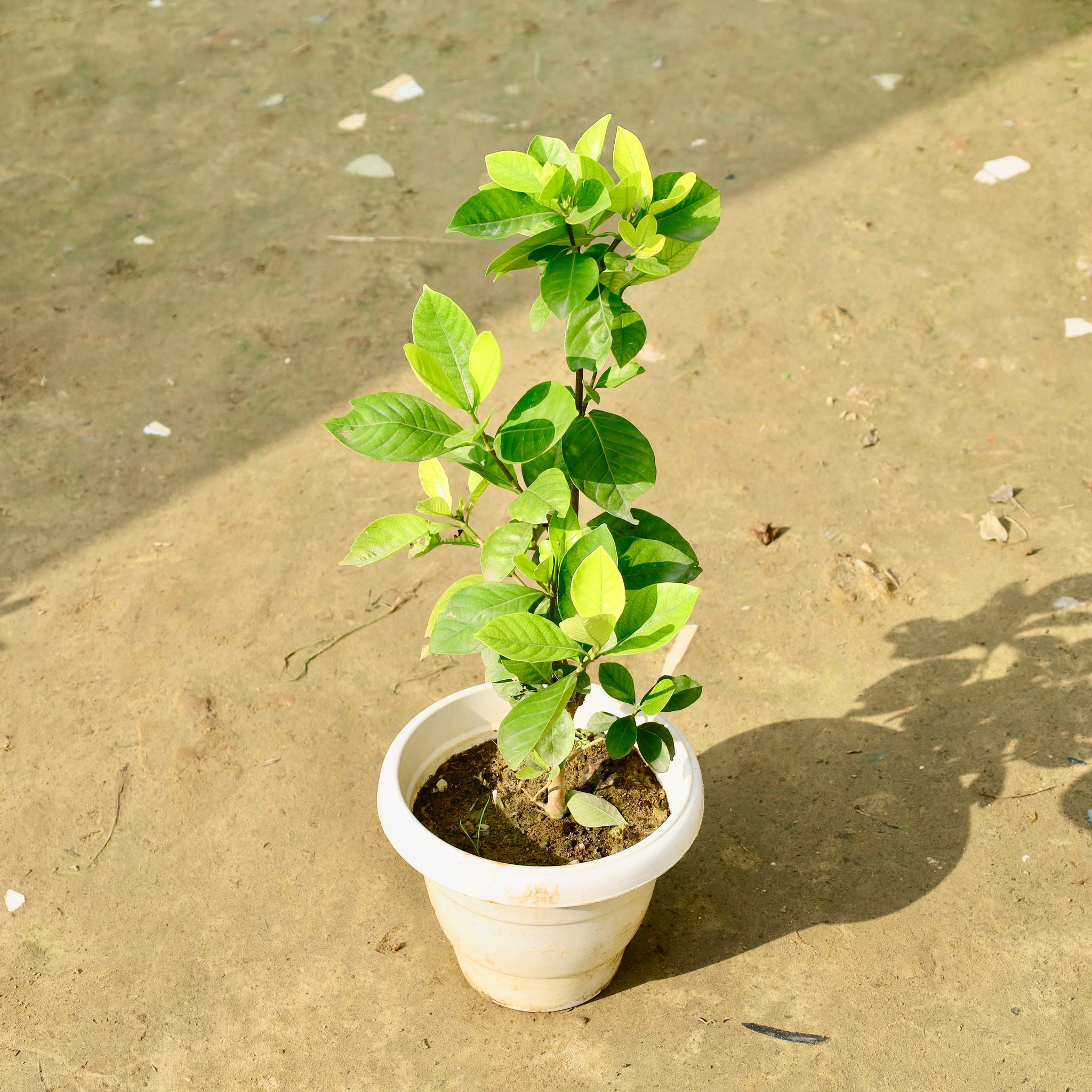 Gandhraaj / Gardenia in 8 Inch White Classy Plastic Pot