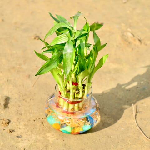 2 Layer Lucky Bamboo in 4 Inch Glass Bowl