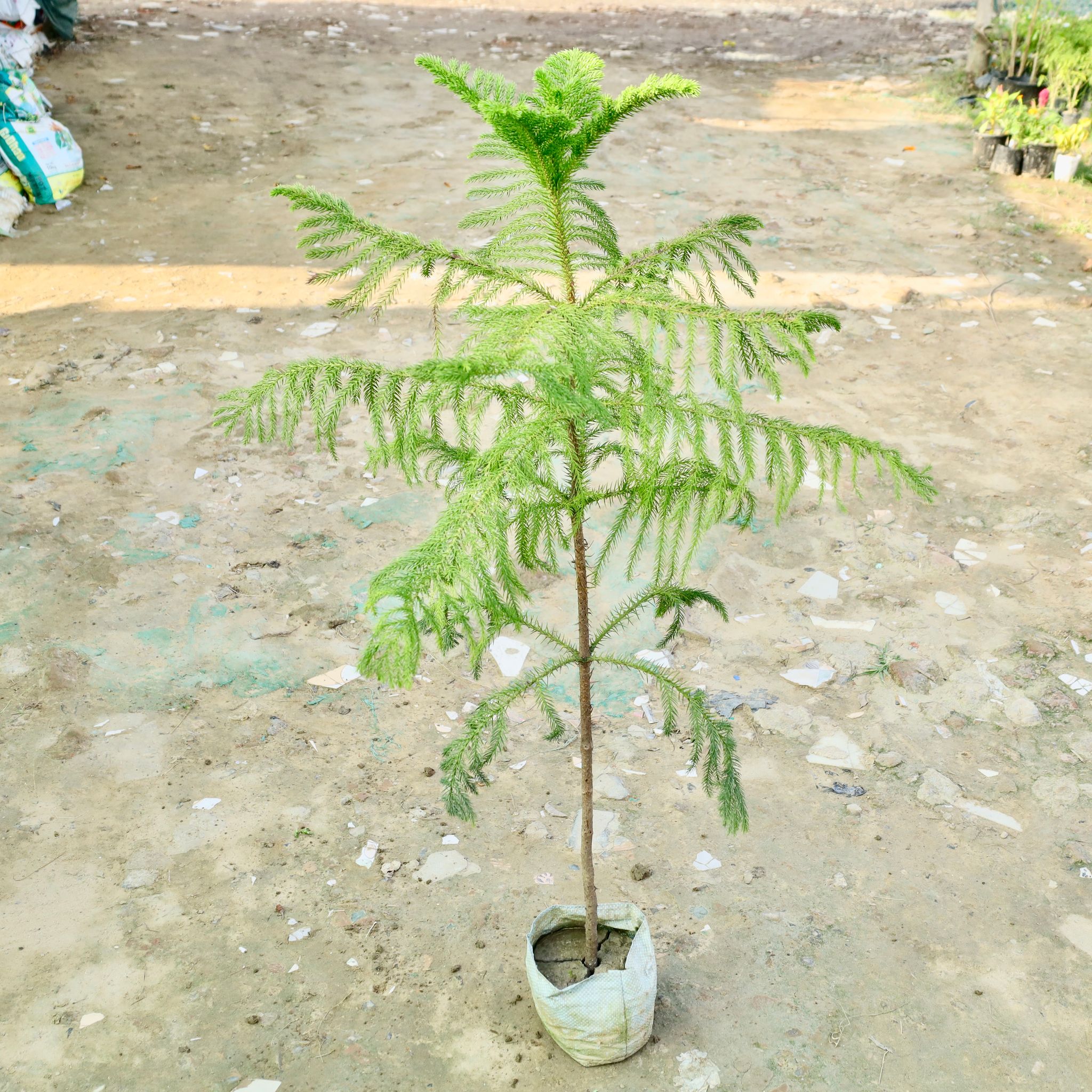 Araucaria / Christmas Tree in 4 Inch Nursery Bag