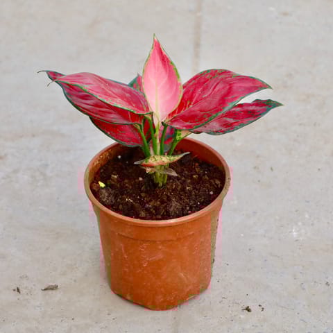 Aglaonema Thai Red in 5 Inch Nursery Pot