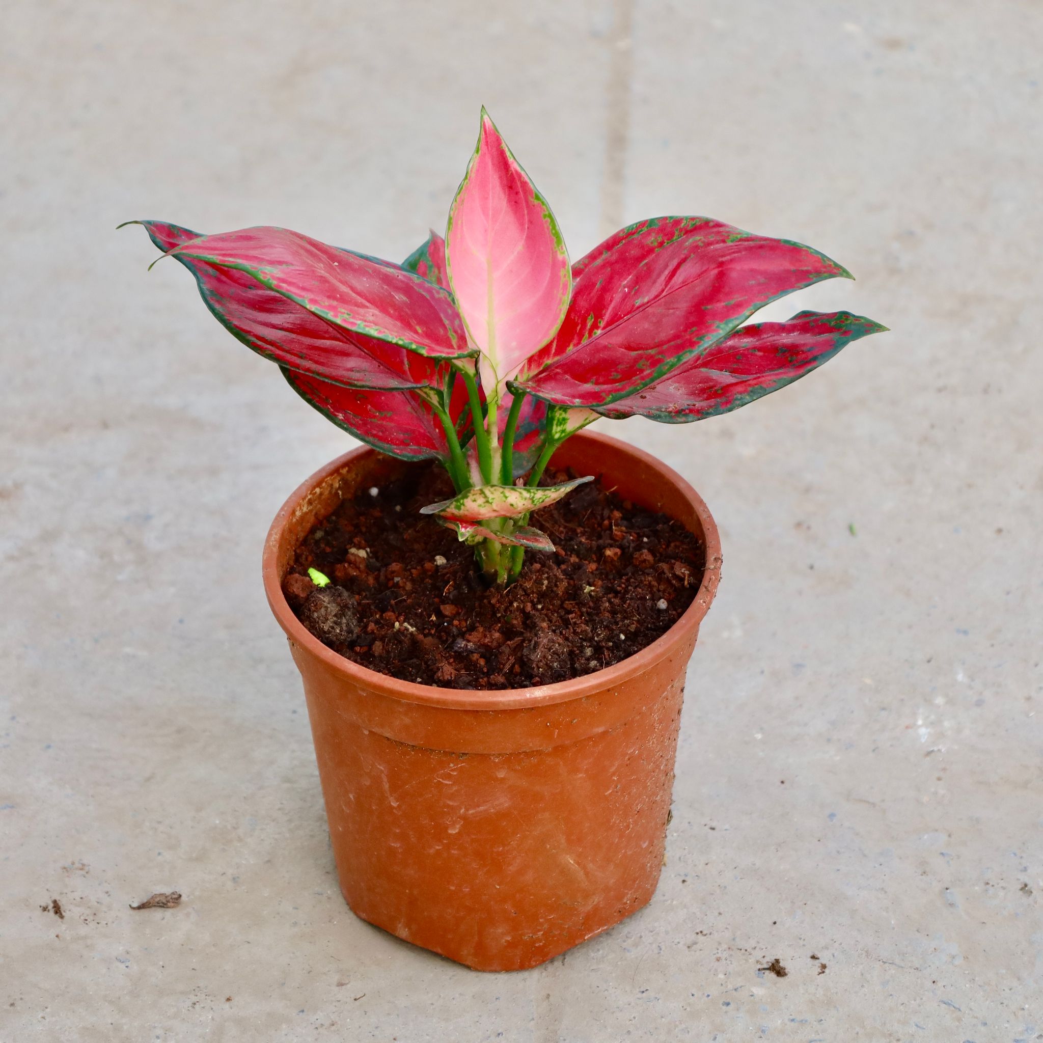 Aglaonema Thai Red in 5 Inch Nursery Pot