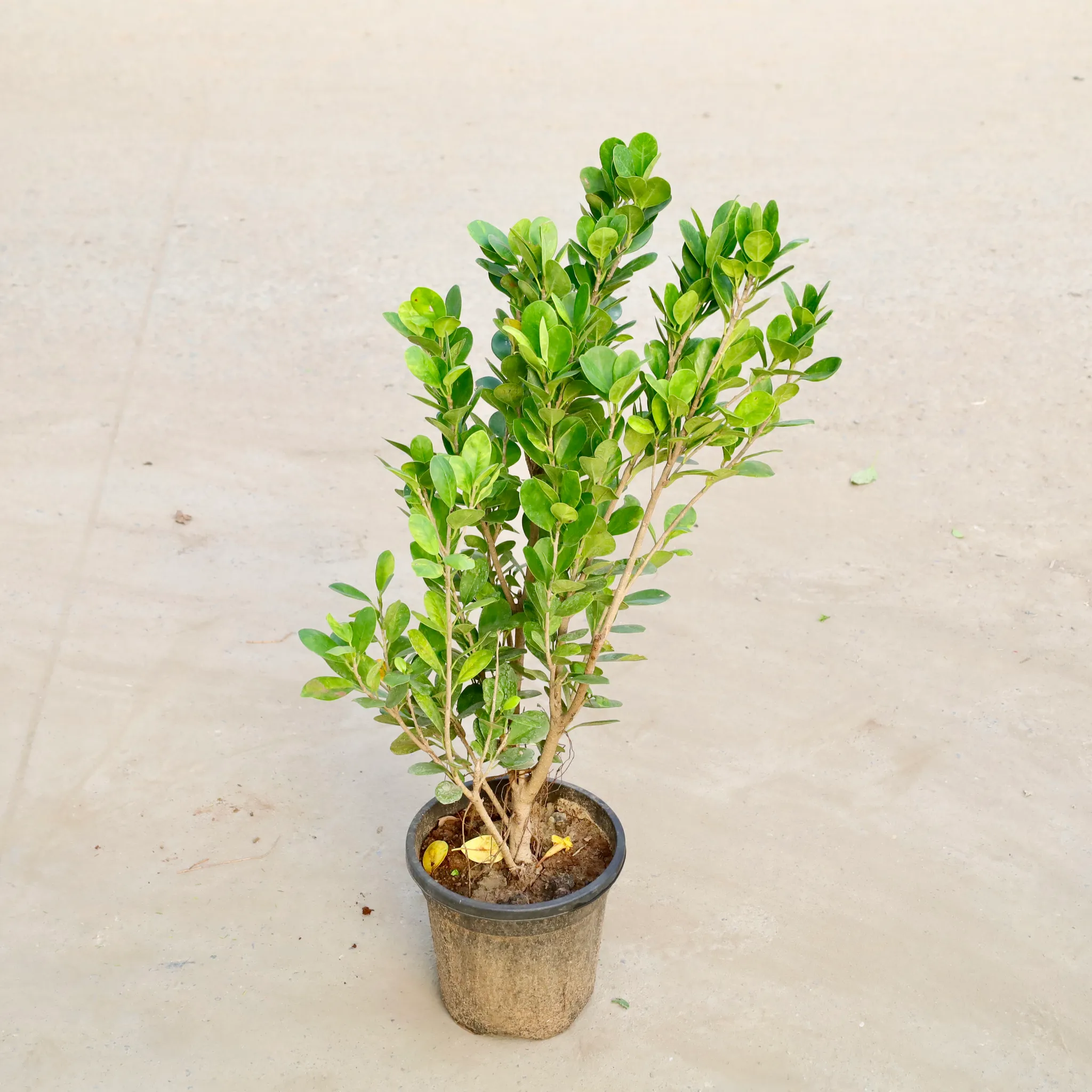 Ficus Moclaim (1.5 Ft) in 8 Inch Nursery Pot