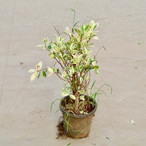 Ficus Starlight (1.5 Ft) in 8 Inch Nursery Pot