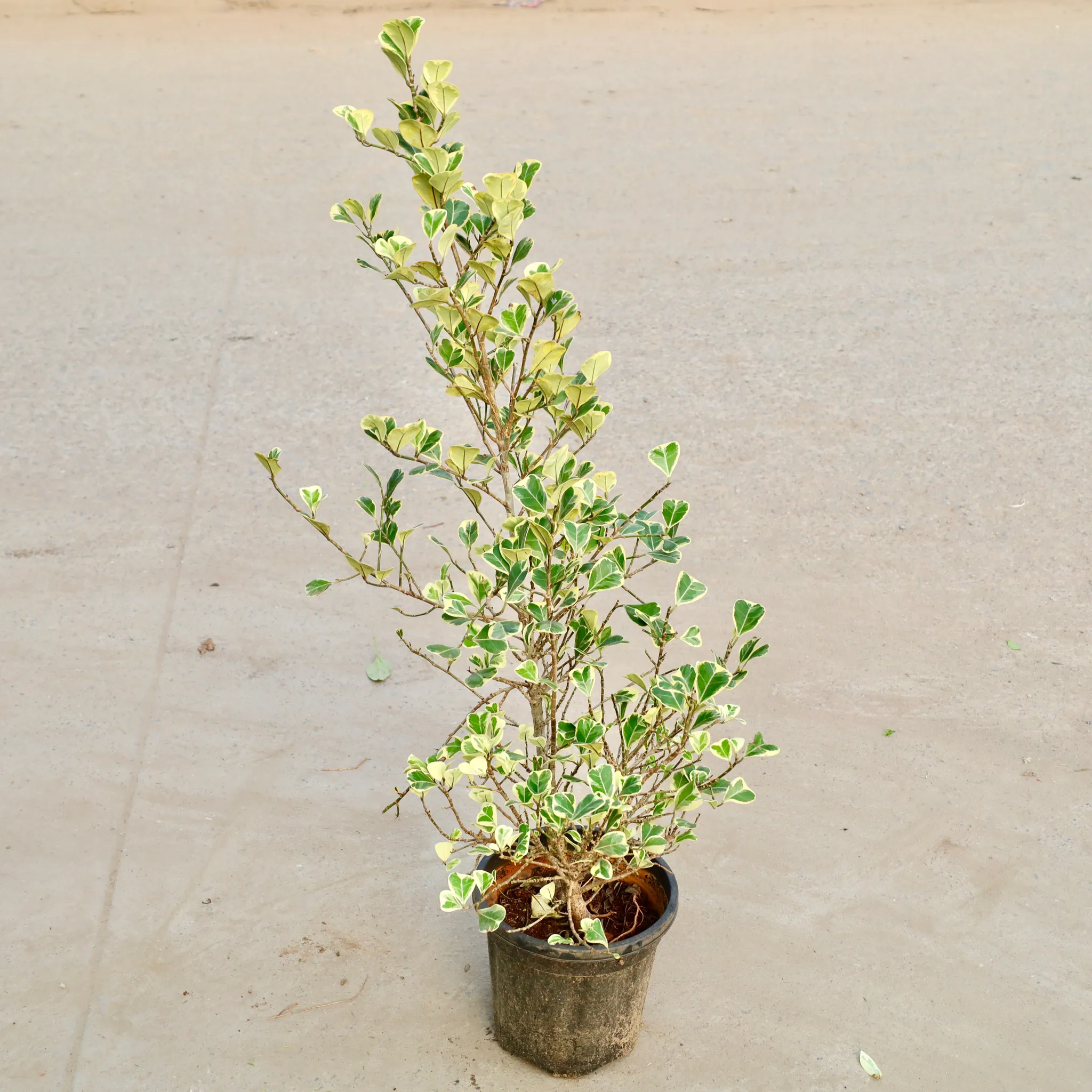 Ficus Triangular (1.5 Ft) in 8 Inch Nursery Bag