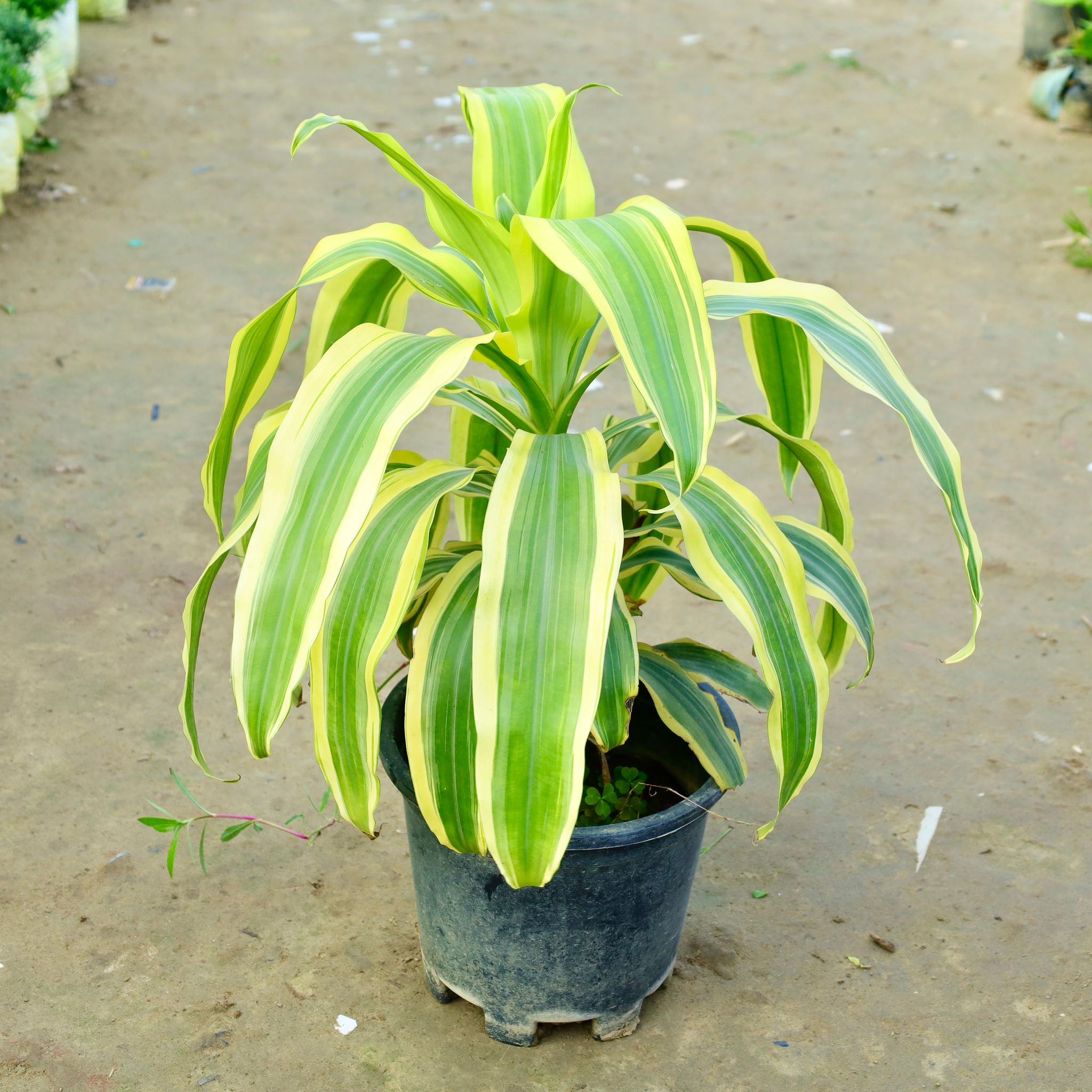 Dracaena Victoria in 10 Inch Nursery Pot