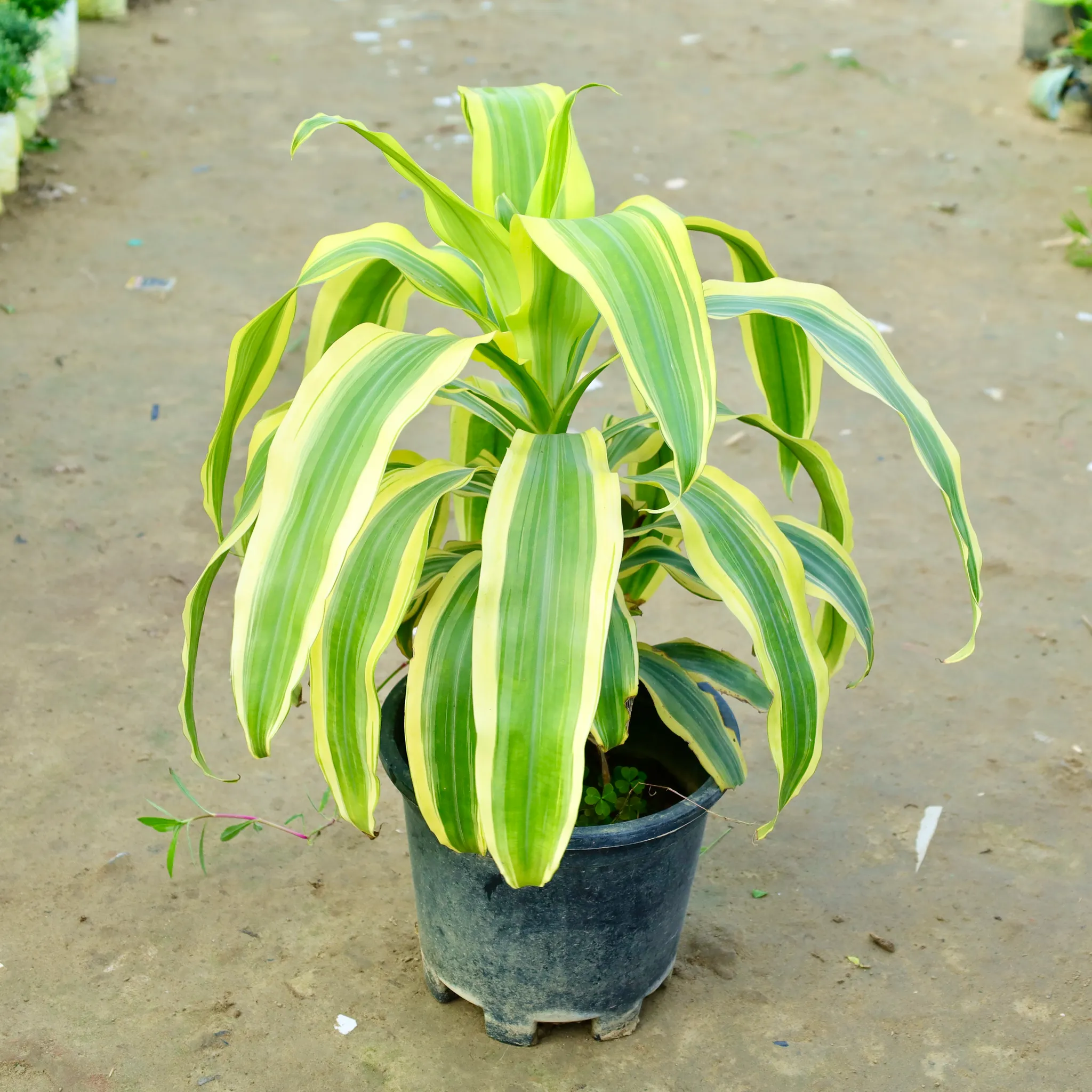 Dracaena Victoria in 10 Inch Nursery Pot
