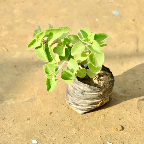 Ajwain in 3 Inch Nursery Bag