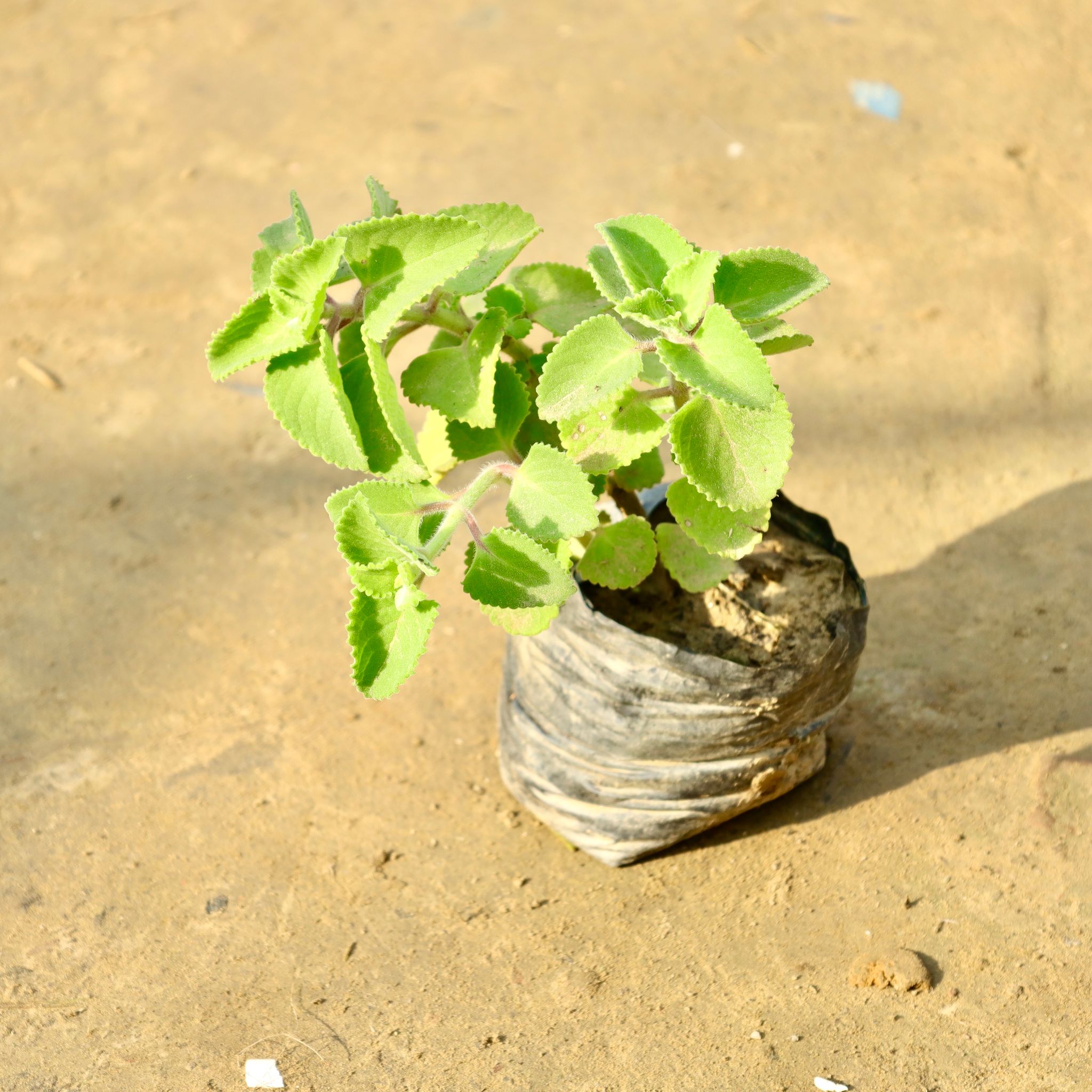 Ajwain in 3 Inch Nursery Bag