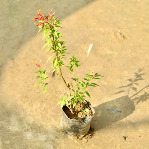 Hamelia / Firecracker (Any Colour) in 3 Inch Nursery Bag