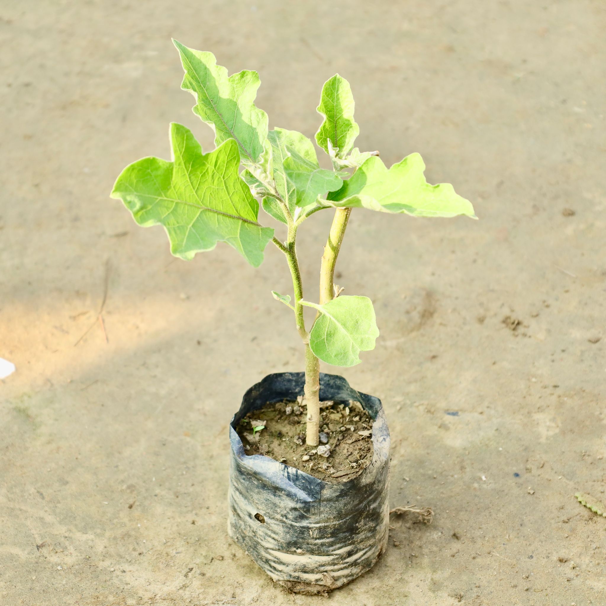 Brinjal / Baigan in 3 Inch Nursery Bag