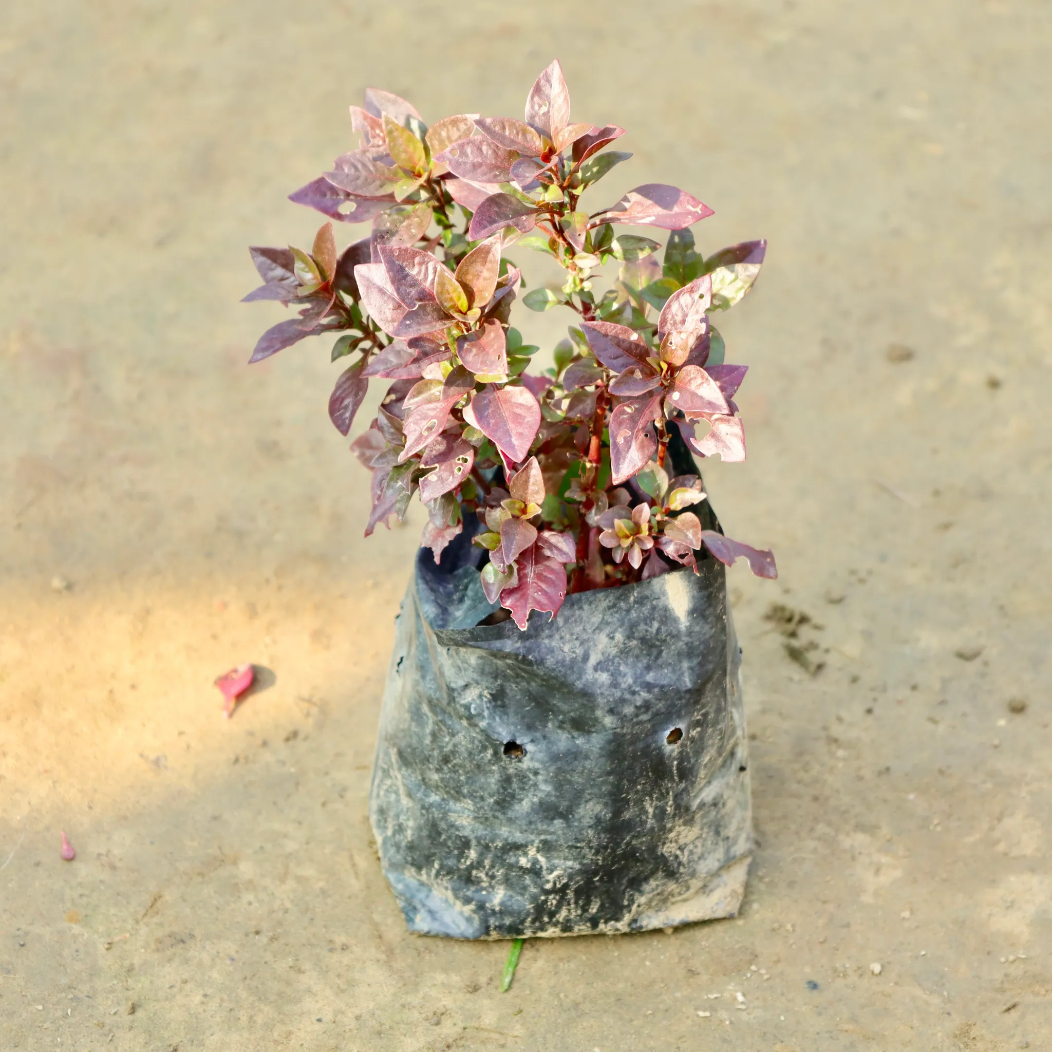 Alternanthera Red in 3 Inch Nursery Bag