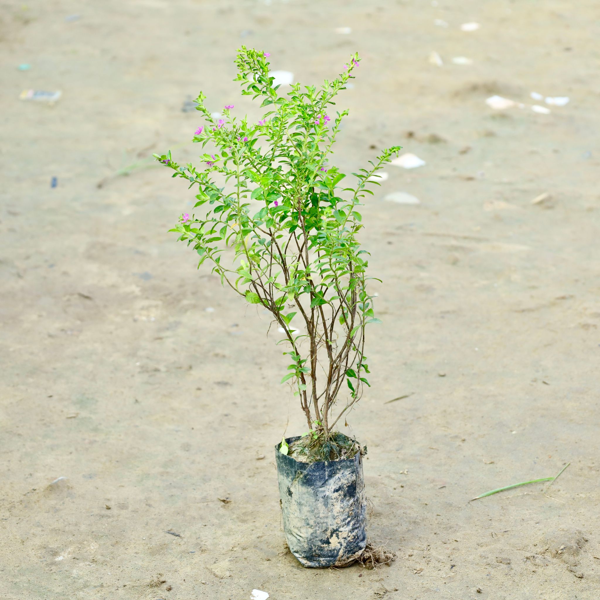 Cuphea / False Heather (Any Colour) in 3 Inch Nursery Bag