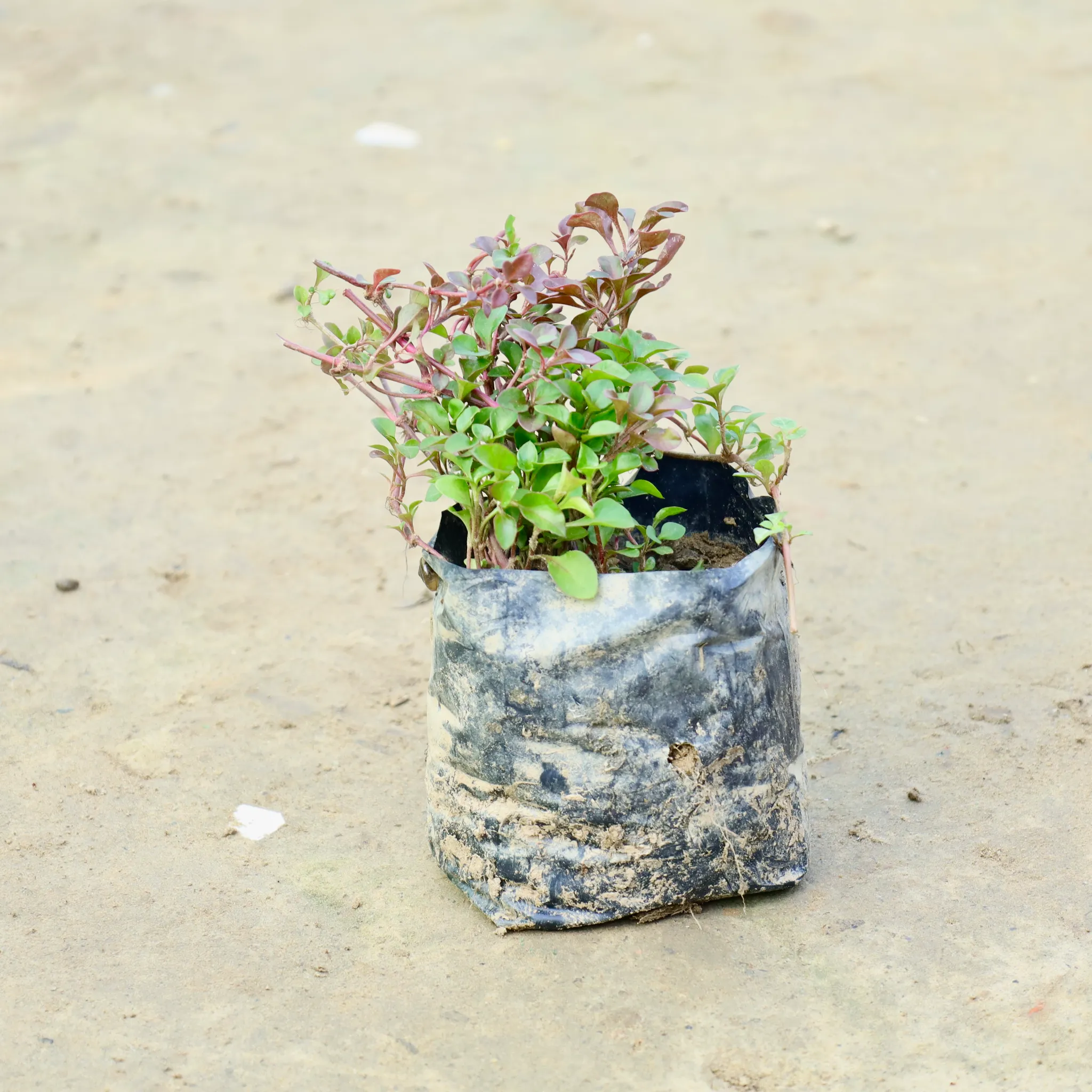 Alternanthera Green in 3 Inch Nursery Bag