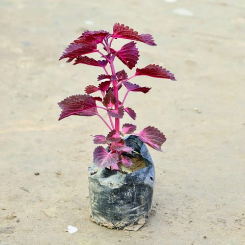 Coleus (Any Colour & Design) in 3 Inch Nursery Bag