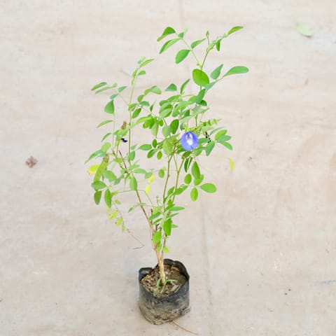 Aparajita in 4 Inch Nursery Bag