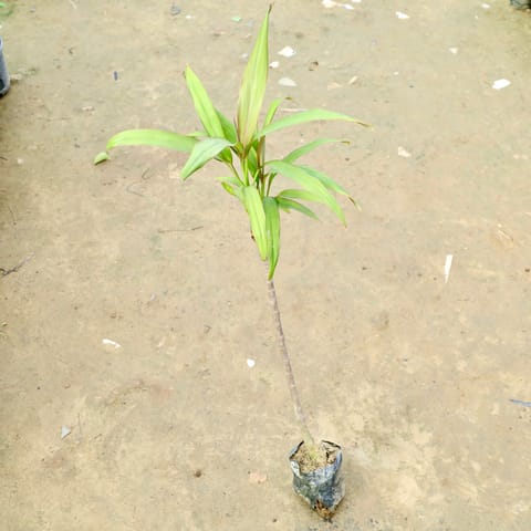 Dracaena Green in 3 Inch Nursery Bag