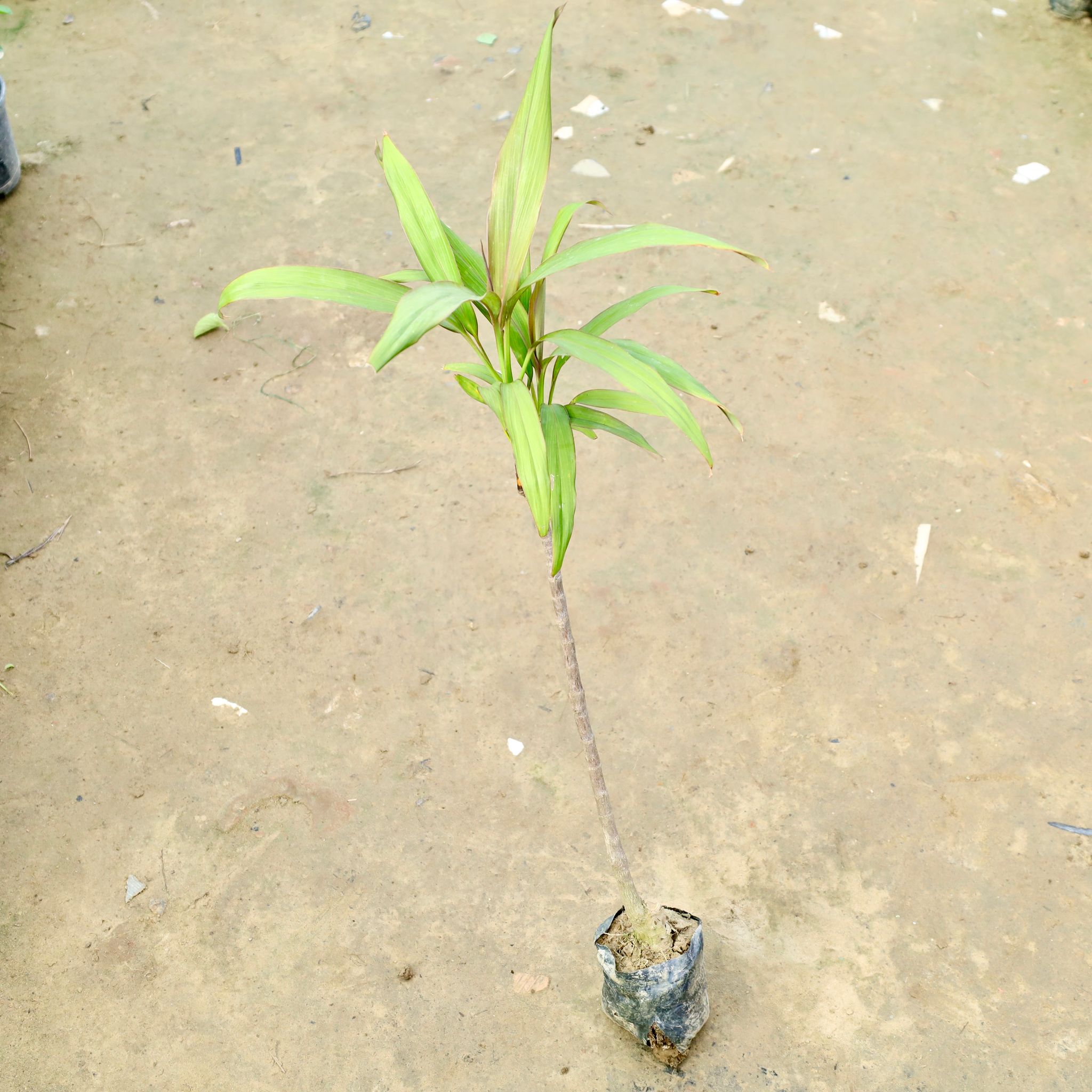Dracaena Green in 3 Inch Nursery Bag
