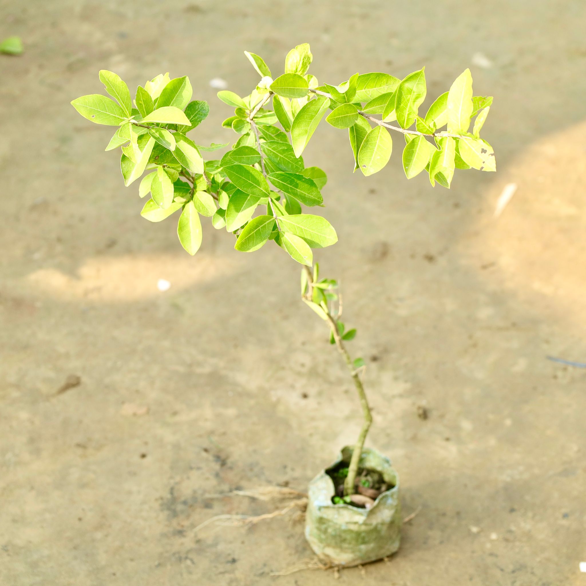 Chandni in 4 Inch Nursery Bag