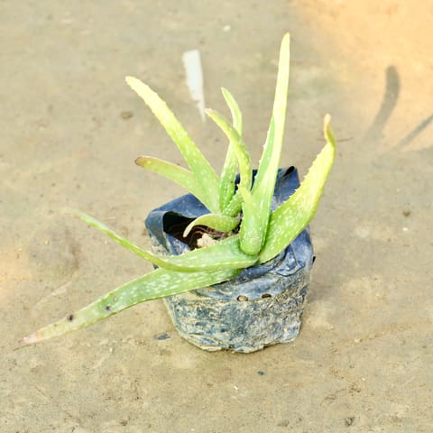 Aloe Vera in 3 Inch Nursery Bag