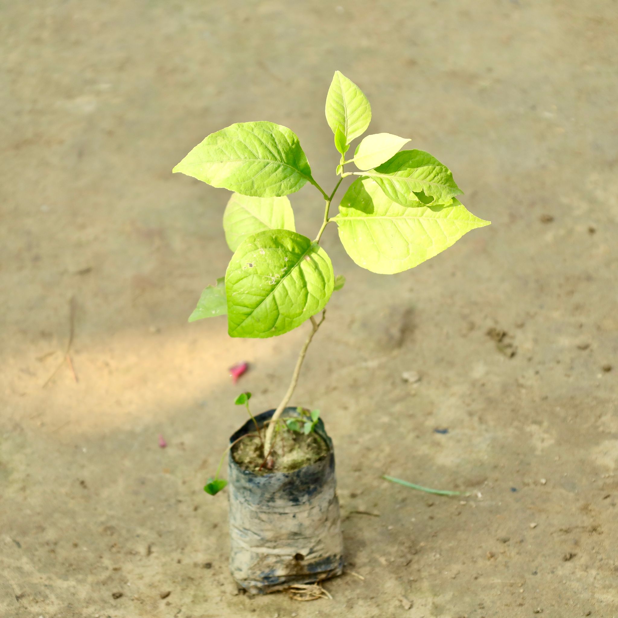 Bel Patra in 2 Inch Nursery Bag