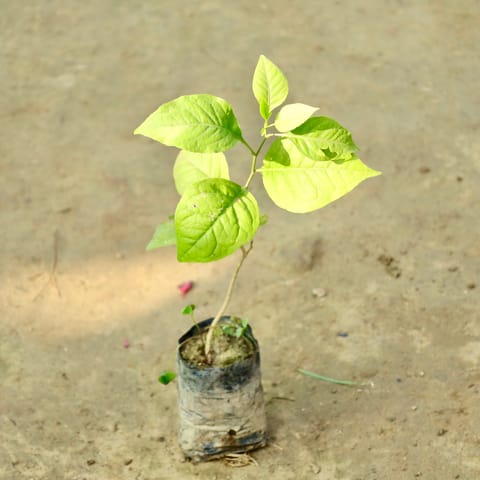 Bel Patra in 2 Inch Nursery Bag