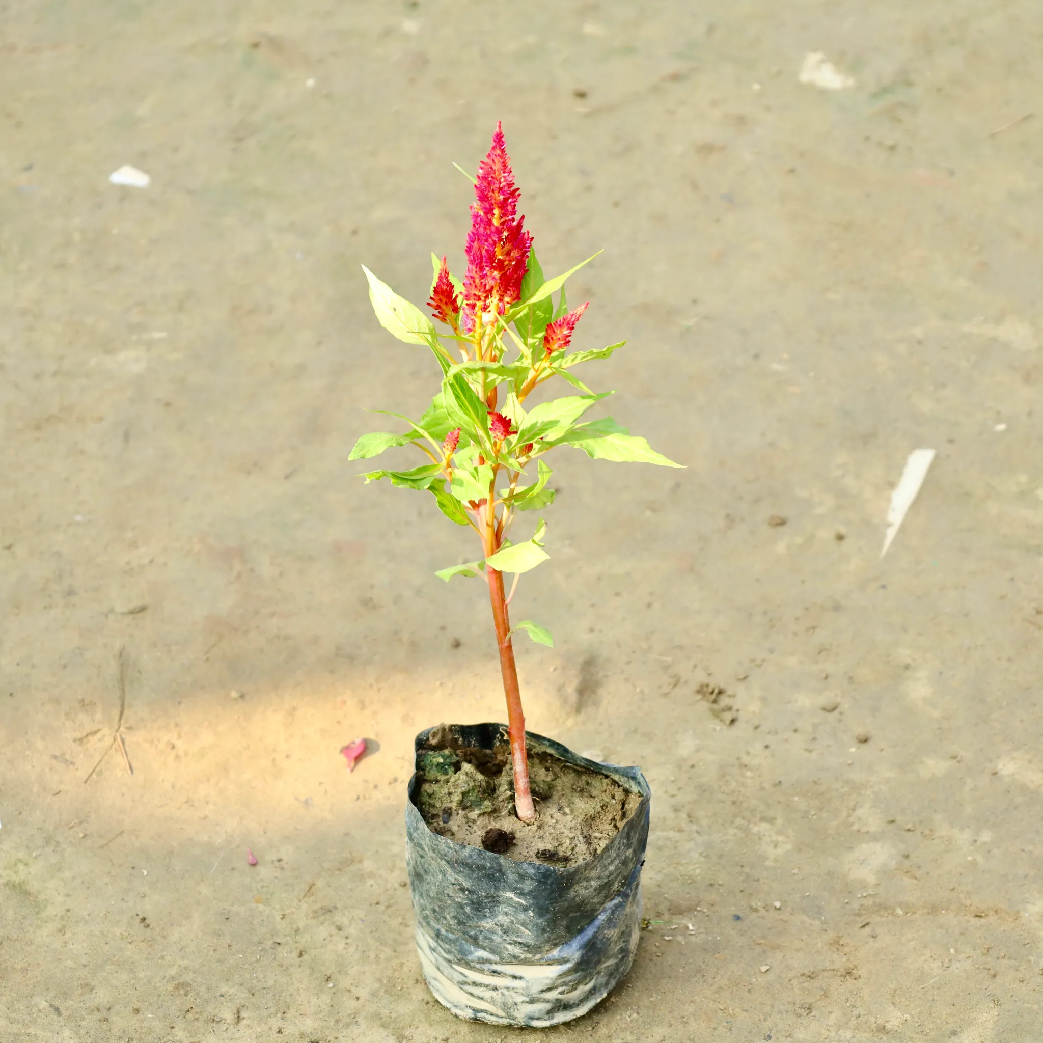Celosia / Cockscomb (Any Colour) in 3 Inch Nursery Bag