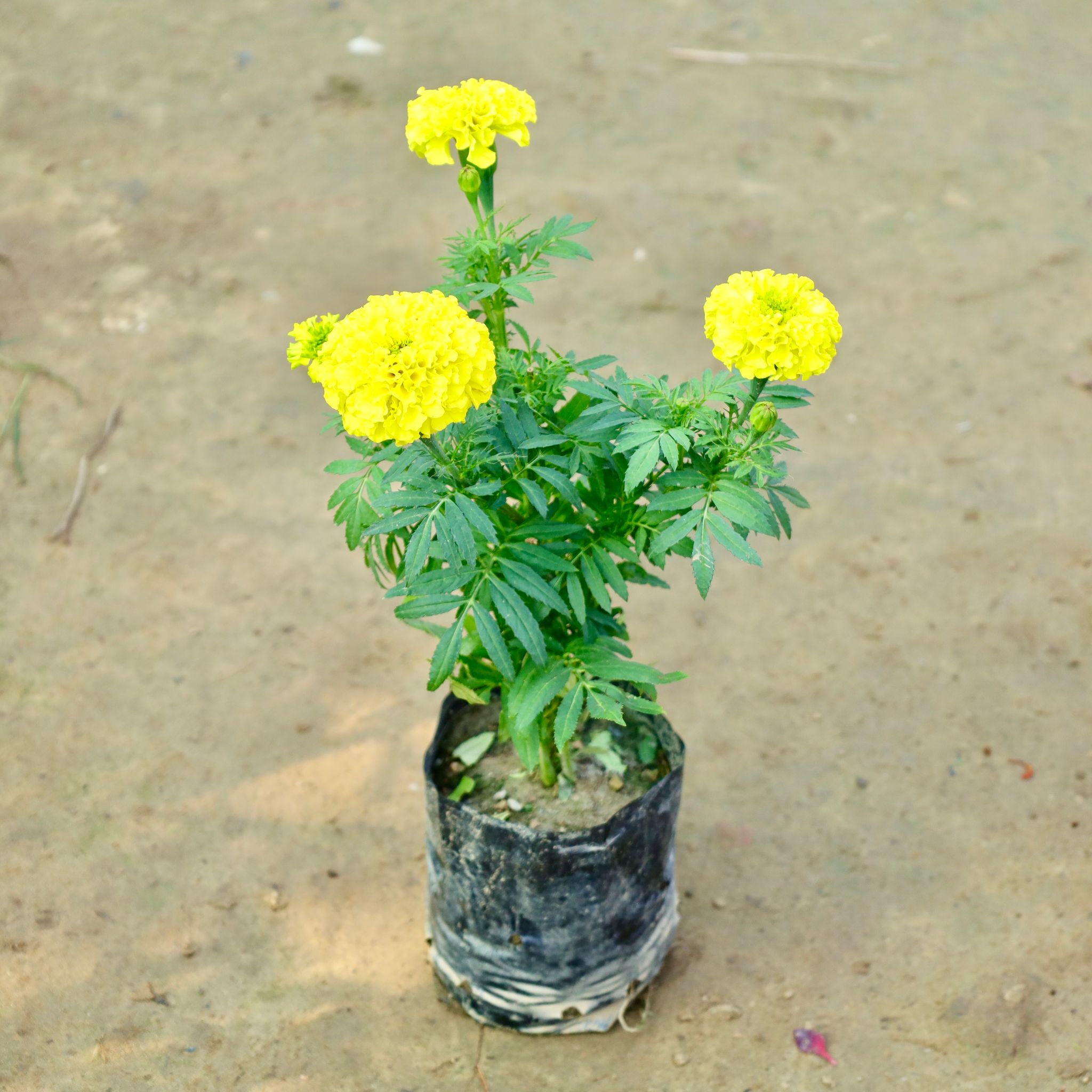 Marigold / Genda (Any Colour) in 4 Inch Nursery Bag