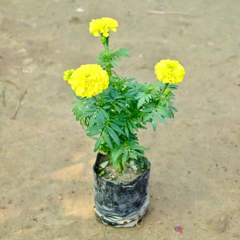 Marigold / Genda (Any Colour) in 4 Inch Nursery Bag