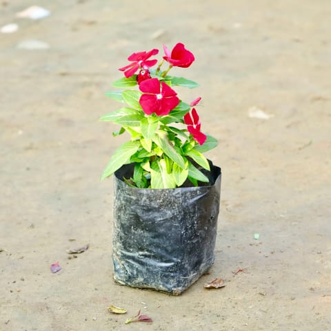 Sadabahar / Vinca / Periwinkle (Any Colour) in 4 Inch Nursery Bag