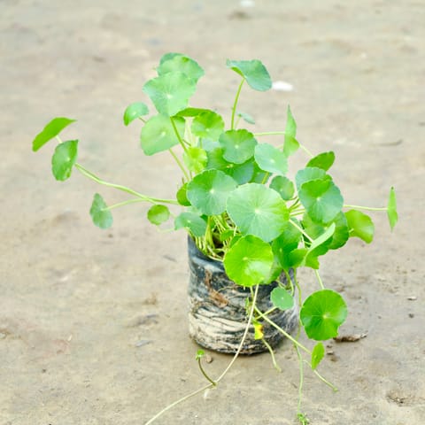 Brahmi Dollar / Pennywort / Coin Plant in 3 Inch Nursery Bag