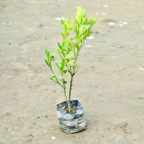 China Orange in 3 Inch Nursery Bag