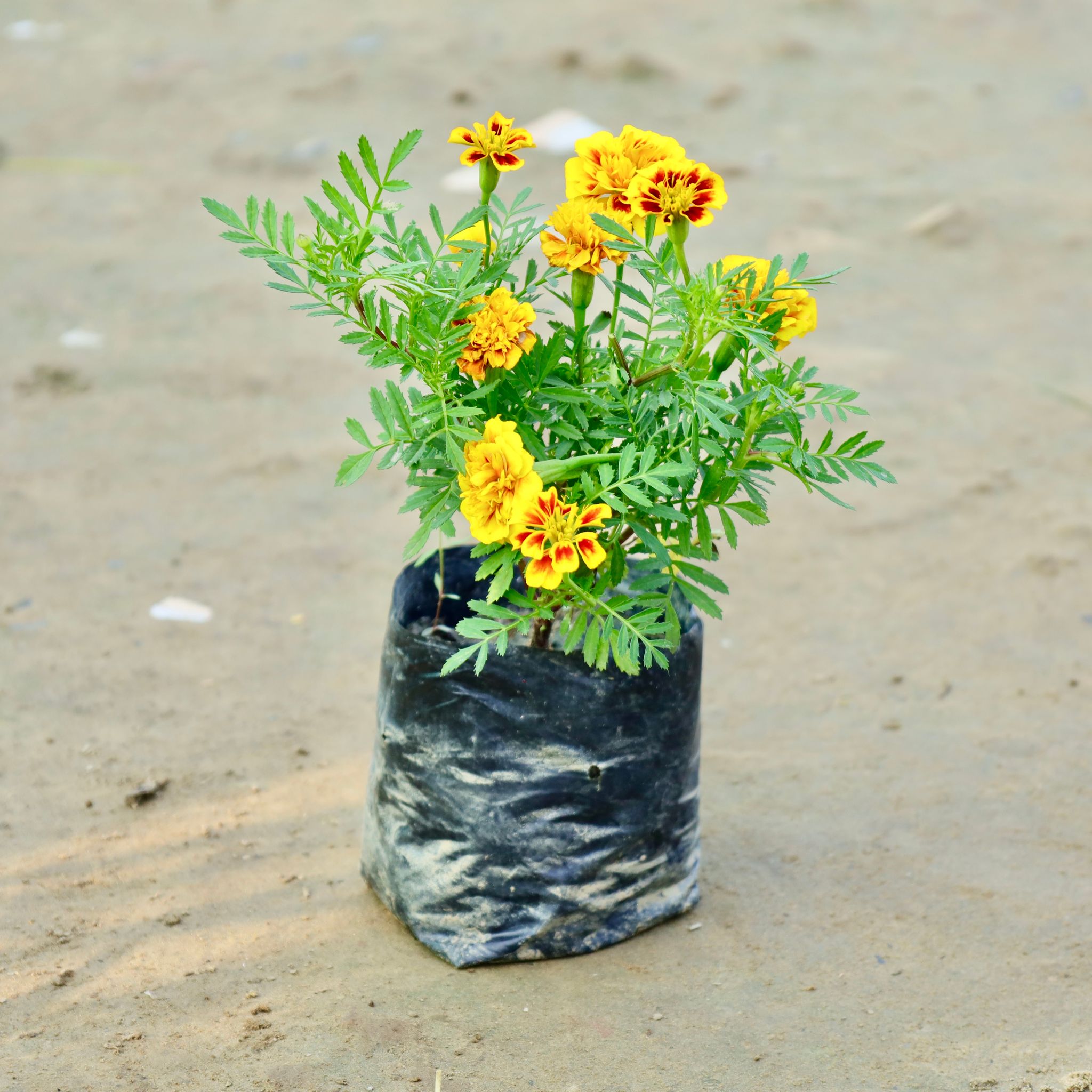 Marigold Jafri in 3 Inch Nursery Bag