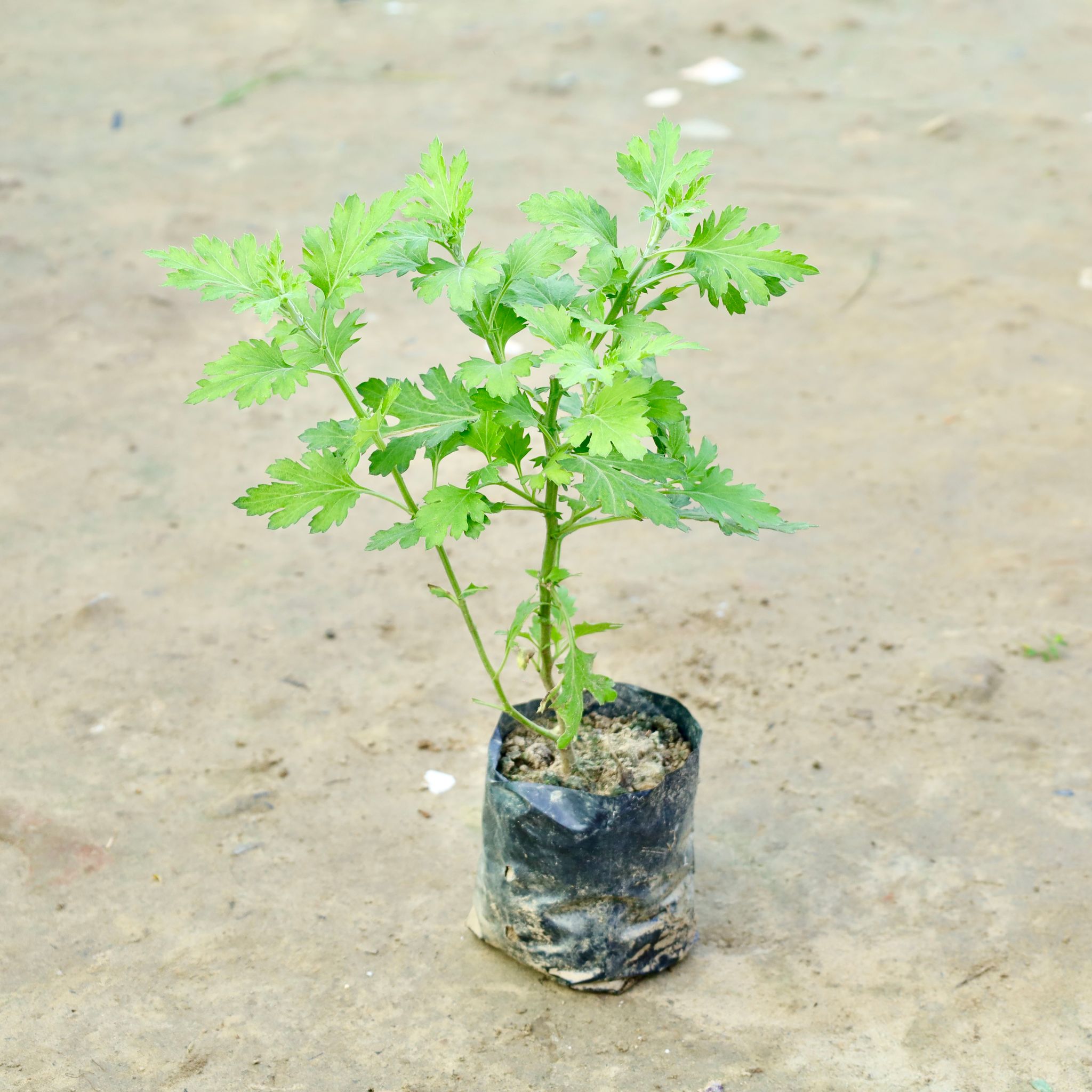 Chrysanthemum / Guldaudi (Any Colour) in 3 Inch Nursery Bag