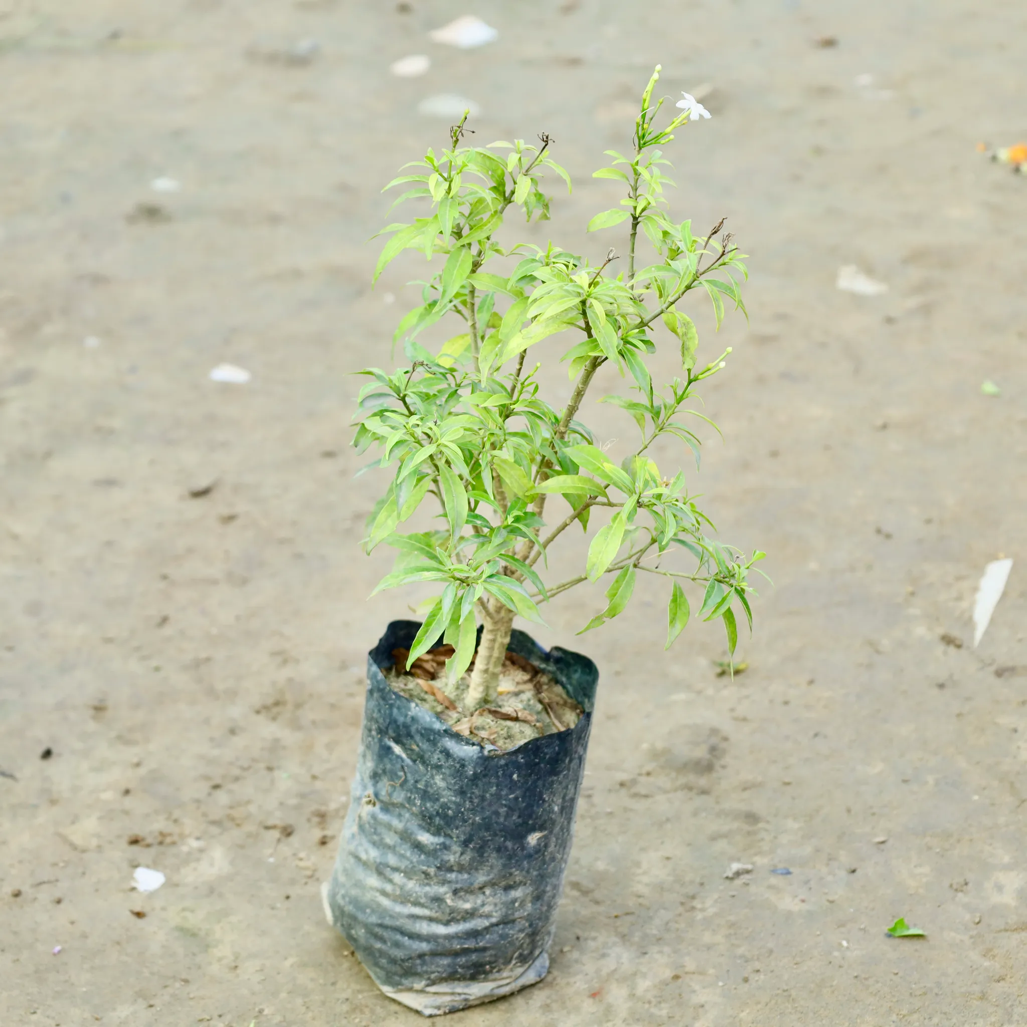 Chandni Dwarf in 3 Inch Nursery Bag