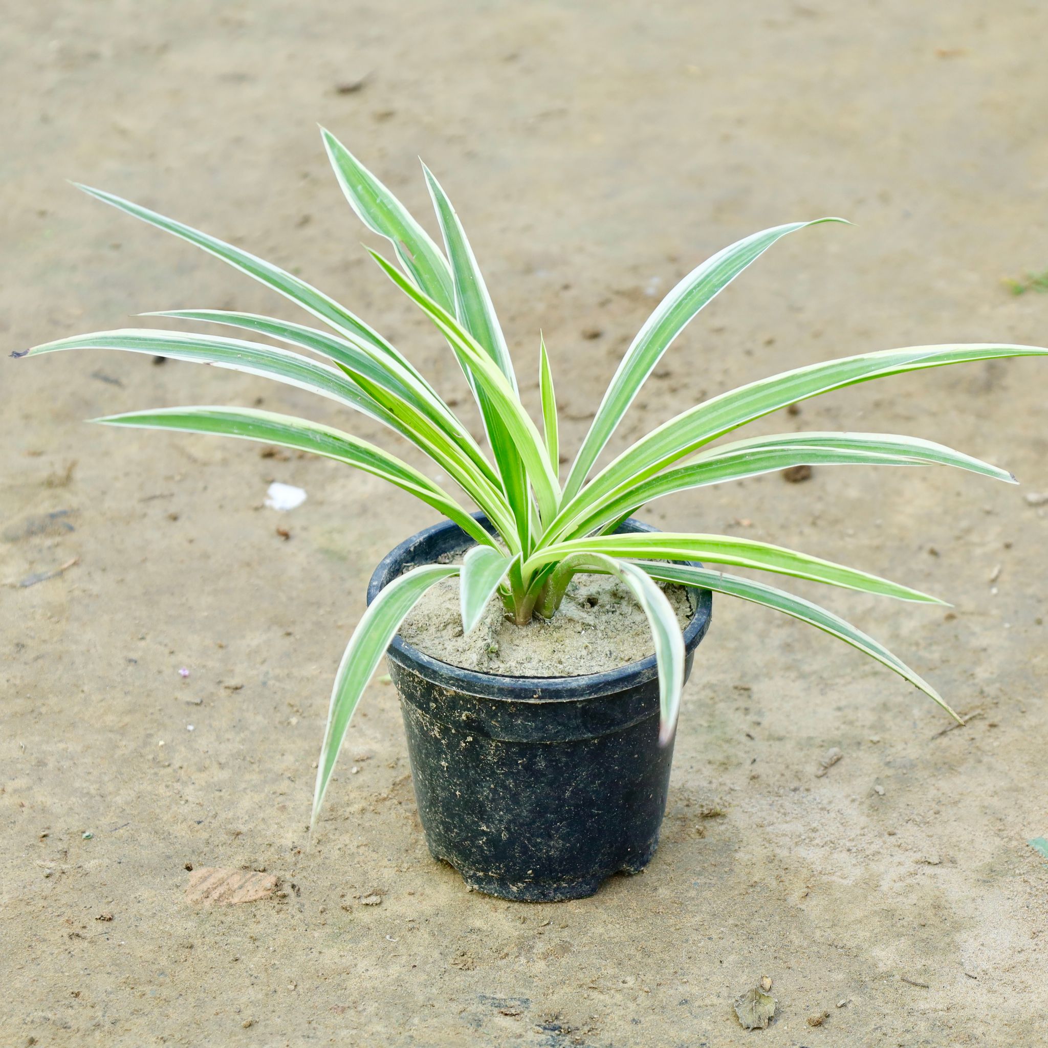 Spider Plant in 6 Inch Nursery Pot