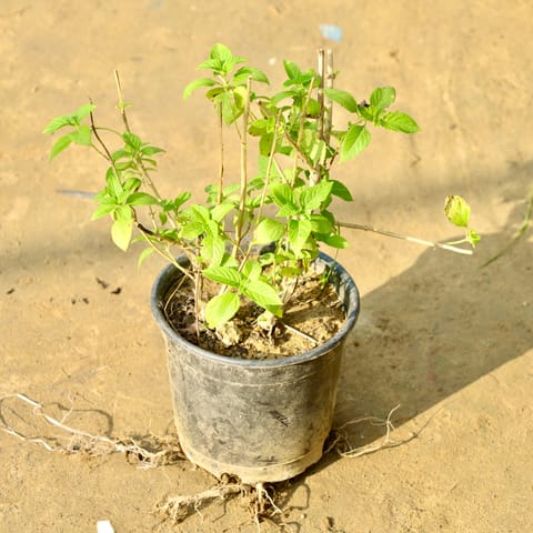 Lantana (Any Colour) in 8 Inch Nursery Pot
